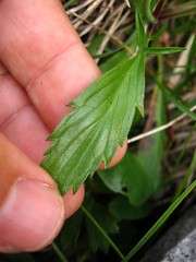 Scabiosa lucida lucida