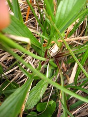 Scabiosa lucida lucida