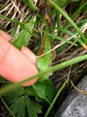 Scabiosa lucida lucida