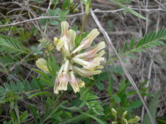 Astragalus fragrans
