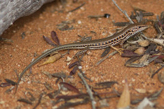 Barred Wedge-Snout Ctenotus photo 3