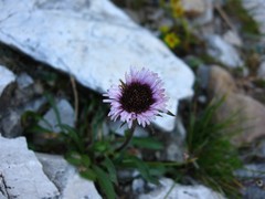 Erigeron uniflorus