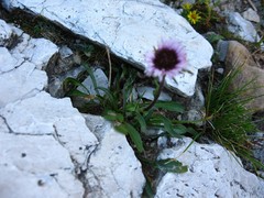 Erigeron uniflorus