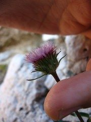 Erigeron uniflorus