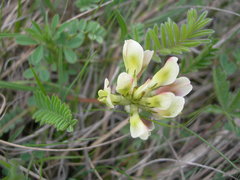 Astragalus fragrans