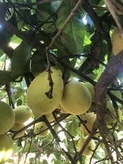 Citrus × limon