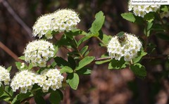 Spiraea ouensanensis
