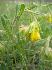 Onosma taurica