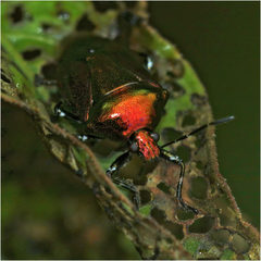 Dorycoris pavoninus