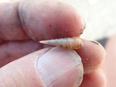 Stiracolpus