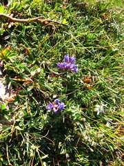 Oxytropis montana