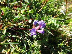 Oxytropis montana