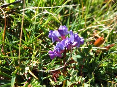 Oxytropis montana