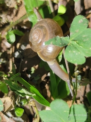 Ariophantidae