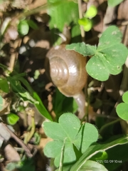 Ariophantidae