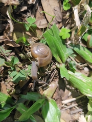 Ariophantidae
