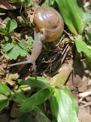 Ariophantidae