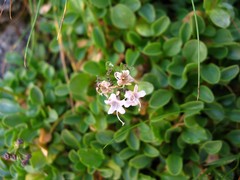Valeriana supina