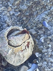 Megabalanus californicus