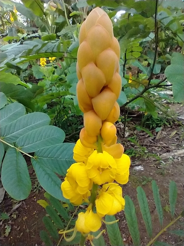 Senna alata observed 2021-02-09