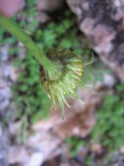 Doronicum columnae
