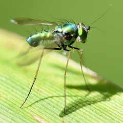 Condylostylus crinitus