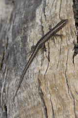 Cryptoblepharus pannosus