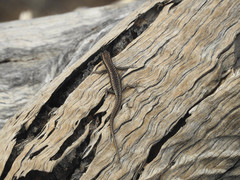 Cryptoblepharus pannosus