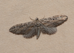 Eupithecia acutipennis