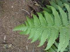 Sphaerostephanos maemonensis