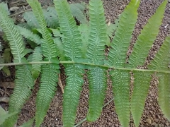 Sphaerostephanos maemonensis