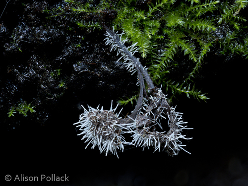 Tilachlidium brachiatum