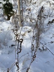 Chamaenerion angustifolium