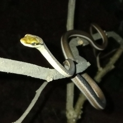 Dendrelaphis girii