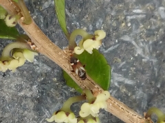 Ausejanus albisignatus