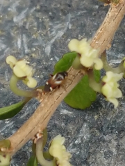 Ausejanus albisignatus