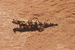 Moloch horridus