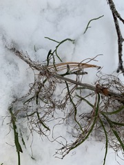 Equisetum sylvaticum