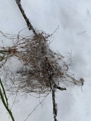 Equisetum sylvaticum