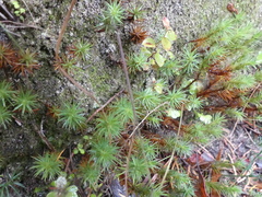 Polytrichadelphus magellanicus