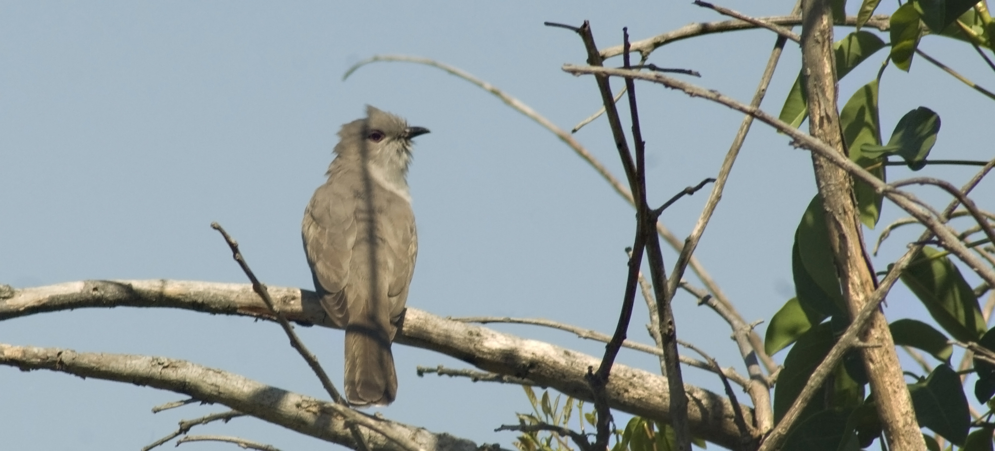 Ash-coloured Cuckoo (Coccycua cinerea)