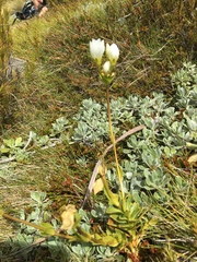 Gentianella impressinervia