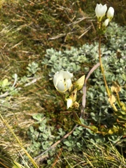 Gentianella impressinervia