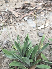 Plantago varia