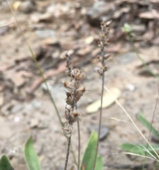 Plantago varia