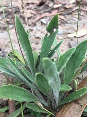 Plantago varia