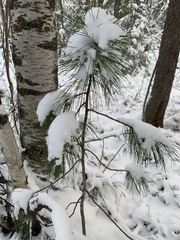 Pinus sibirica