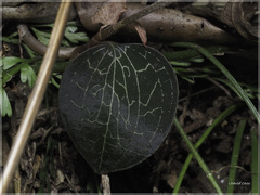 Anoectochilus formosanus