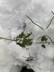 Vaccinium vitis-idaea