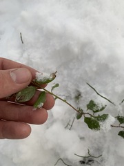 Vaccinium vitis-idaea
